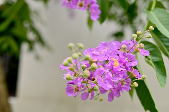 Pyinma Images – Browse 123 Stock Photos, Vectors, and Video | Adobe Stock