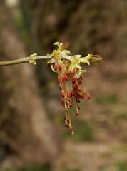 flowers with long anthers of Acer Negundo tree