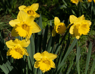 Daffodils