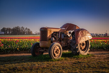 old tractor in field of tulips