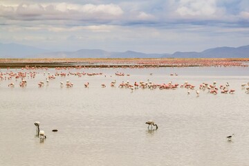 colony of Greater flamingo on a lake