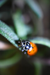 Ladybug on rosemary leaf macro upward left