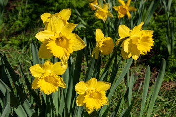 Fototapeta premium Daffodils