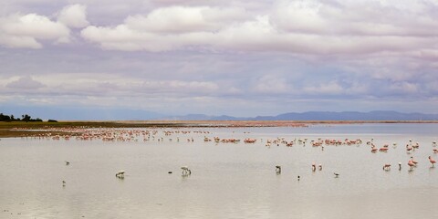 colony of Greater flamingo on a lake