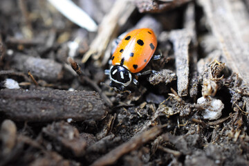 Ladybug in dirt soil mulch macro