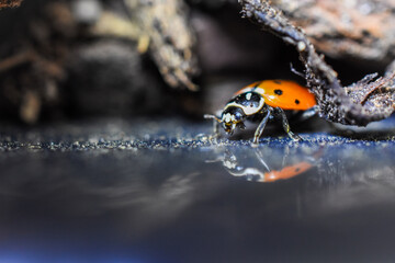 ladybug with reflection