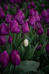 purple tulips in a garden