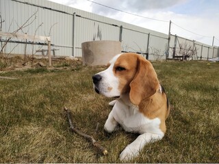 Cute beagle dog on grass