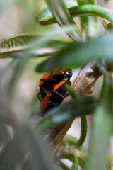 Ladybugs beetles mating on plant macro