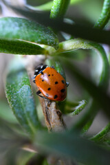 Ladybug on rosemary plant macro