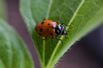 Ladybug exploring sunflower leaf macro