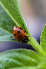 Ladybug down on sunflower leaf