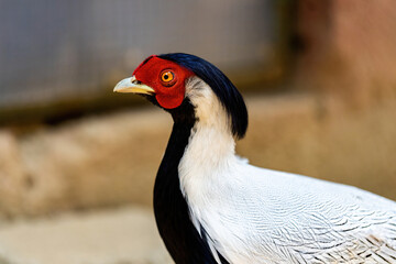 Silver pheasant