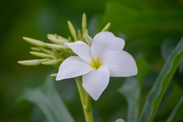 white flower in the garden