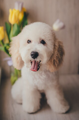 Cute blond pygmy poodle puppy 