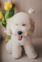Cute blond pygmy poodle puppy 