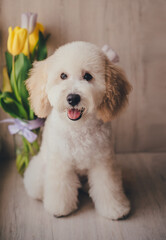 Cute blond pygmy poodle puppy 