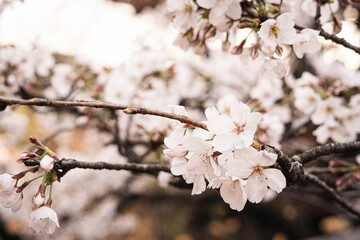 Sakura