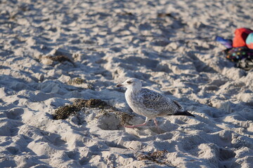 Am Ostseestrand bei Boltenhagen