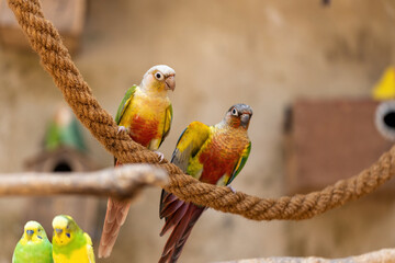 Conure Parrot on a branch