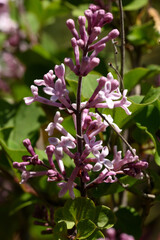 lilas de Chine