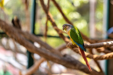 Conure Parrot on a branch