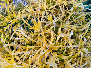 close up of yellow flowers