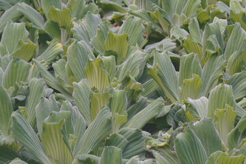 Obraz premium Ausflug nach Klütz in den Schmetterlingspark