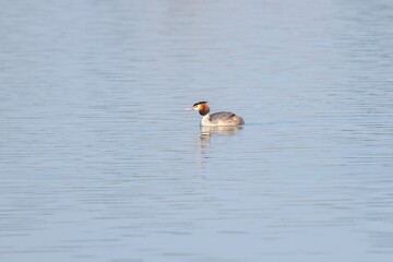 view of great crested grebe on a lake
