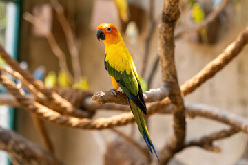 Sun conure parrot on a branch