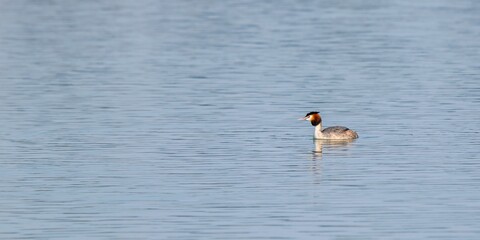 view of great crested grebe on a lake