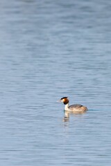 view of great crested grebe on a lake