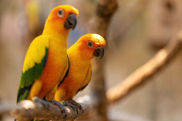 Sun conure parrot on a branch