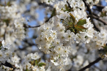 Spring blooming, cherry branches with lots of white flowers
