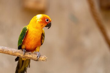 Sun conure parrot on a branch
