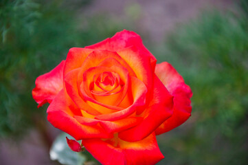 beauty of spring and summer nature. Coral rose flower