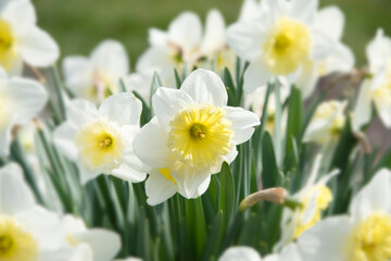 Blooming White Daffodil Flowers in Sprinttime