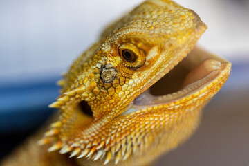 Central bearded dragon