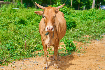 Close up portrait of curious cow grazing on the roadside