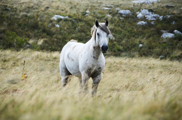 Obraz premium Livno, Bosnia and Herzegovina, horse, black horse, white horse, black and white horse,pony, beautiful,nature