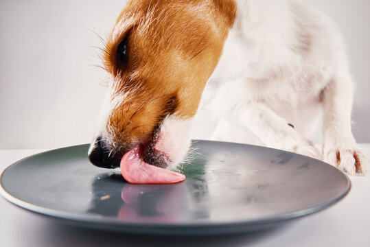 Hungry Dog Lick Empty Plate