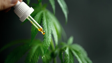 Dropper with hemp oil in the doctor's hands with CBD Cannabidiol next to the cannabis leaf and drop...