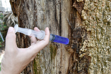 a hand with syringe blue medicine injection to the tree trunk skin is diseased, a sick tree and skin care healing concept