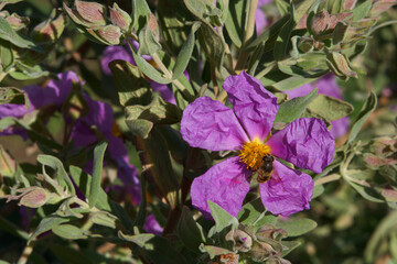 kwiat roślina wiosna natura płatki łąka © Piotr