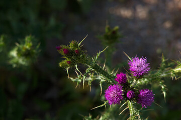 kwiat roślina wiosna natura płatki łąka © Piotr