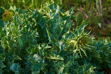 kwiat roślina wiosna natura płatki łąka