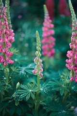 Obraz premium lupine flowers in the garden after the rain. pink spring flowers and turquoise greens. soft focus
