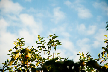 harvest. quince garden. apple quince tree. green tree. spring and summer nature. orchard. copy space