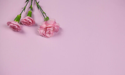 Close-up of a rose flower on a pink background. View from above. Place for your text