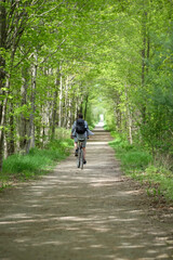 Young man biking cycling through the park alley green tunnel made of tree brunches. Summer, spring scene. Recreational sport and cycling concept. Selective focus. Caledon trailway path, Ontario.